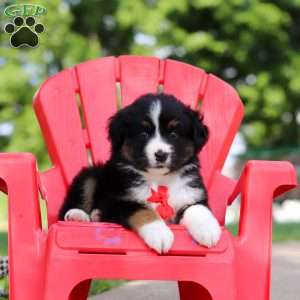Roamer, Miniature Australian Shepherd Puppy